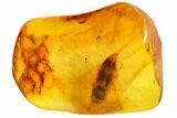 mm Fossil Beetle (Coleoptera) In Baltic Amber #105459-1